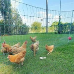 أعمدة سياج الدواجن المصنوعة من الألياف الزجاجية من Pulwell: قم بتأمين قطيعك بسياج متين ومنخفض الصيانة